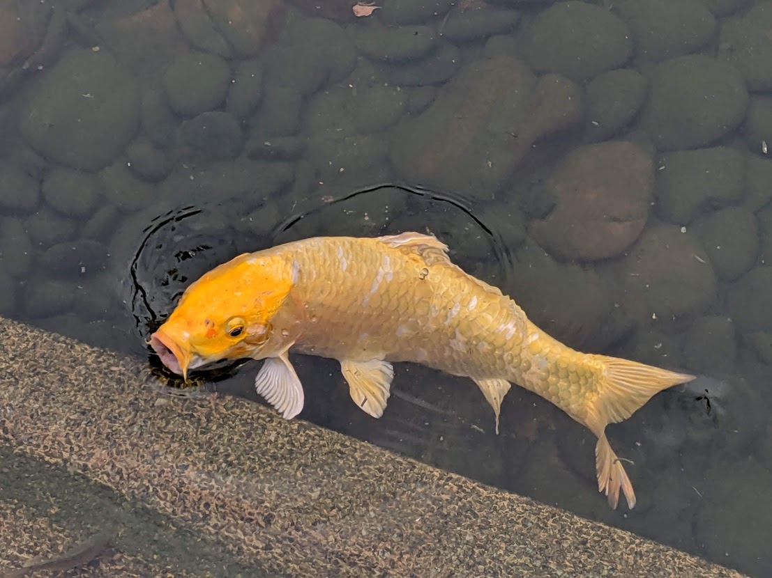 Fish photo in JPG