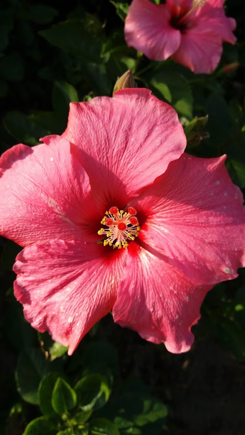 Red Flowers photo in JPG